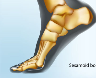 sesamoid-bones-foot-skeletal-structure