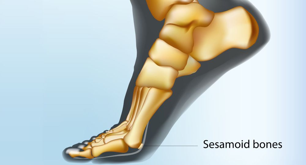 sesamoid-bones-foot-skeletal-structure